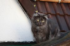 Undercover Coon´s Bild 29 November 2010 Undercover Coon´s Bild 29 November 2010