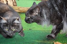 Undercover Coon´s Bild 30 November 2010 Undercover Coon´s Bild 30 November 2010