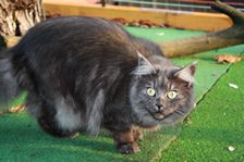 Undercover Coon´s Bild 32 November 2010 Undercover Coon´s Bild 32 November 2010