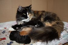 Undercover Coon´s Bild 33 November 2010 Undercover Coon´s Bild 33 November 2010