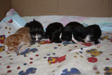 Undercover Coon´s Bild 34 November 2010 Undercover Coon´s Bild 34 November 2010