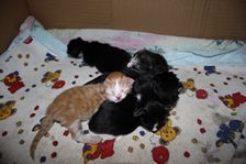 Undercover Coon´s Bild 35 November 2010 Undercover Coon´s Bild 35 November 2010