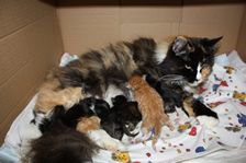 Undercover Coon´s Bild 36 November 2010 Undercover Coon´s Bild 36 November 2010