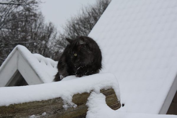 Undercover-Coon´s Bild 26 Dezember 2010
