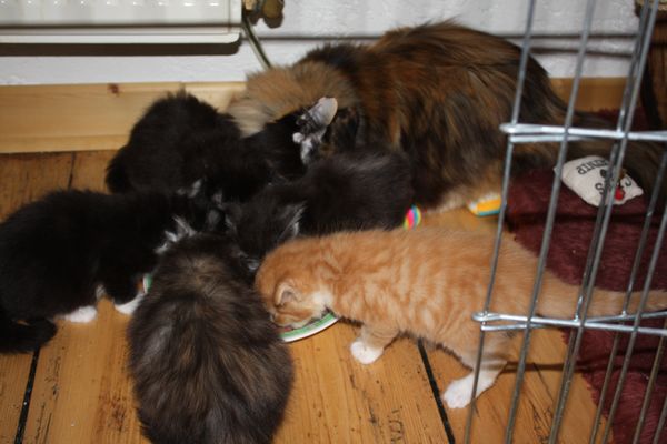 Undercover-Coon´s Bild 38 Dezember 2010