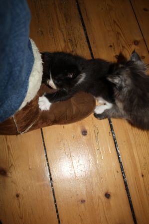 Undercover-Coon´s Bild 41 Dezember 2010