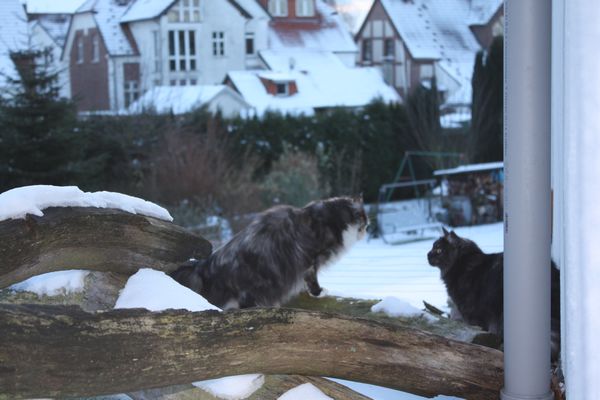 Undercover-Coon´s Bild 46 Dezember 2010