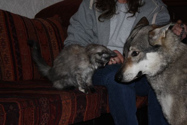 Undercover-Coon´s Bild 3 Januar 2011