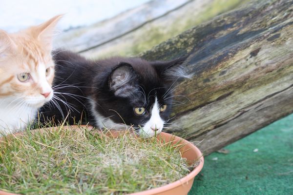 Undercover-Coon´s Bild 4 Januar 2011