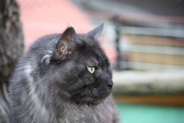 Undercover-Coon´s Bild 6 Januar 2011