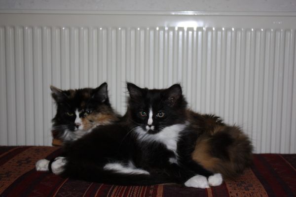 Undercover-Coon´s Bild 13 Januar 2011