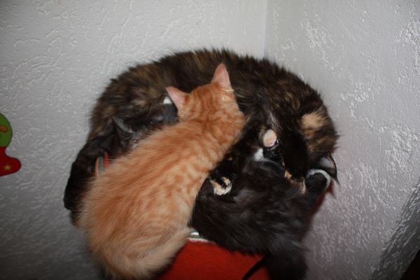 Undercover-Coon´s Bild 21 Januar 2011