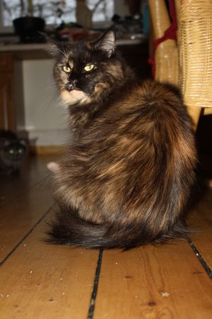 Undercover-Coon´s Bild 25 Januar 2011