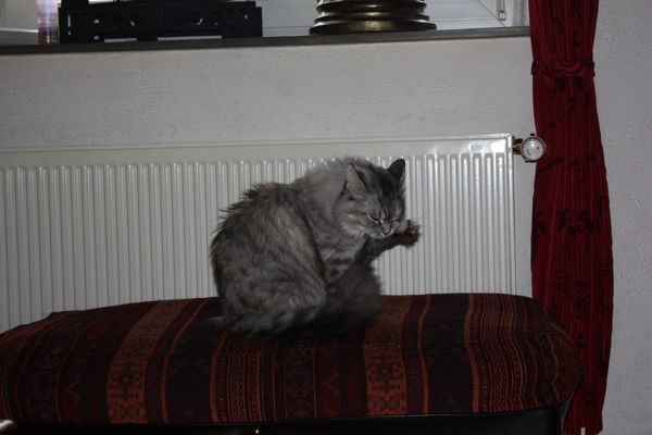 Undercover-Coon´s Bild 37 Januar 2011