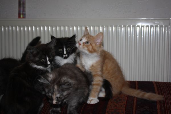 Undercover-Coon´s Bild 45 Januar 2011