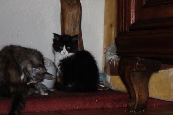 Undercover-Coon´s Bild 47 Januar 2011