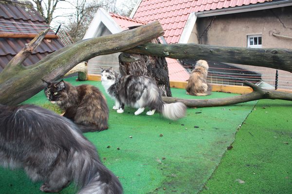 Undercover-Coon´s Bild 50 Januar 2011