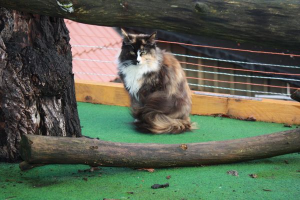 Undercover-Coon´s Bild 51 Januar 2011