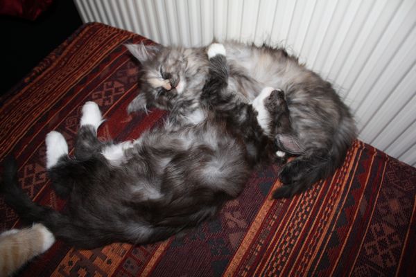 Undercover-Coon´s Bild 63 Januar 2011
