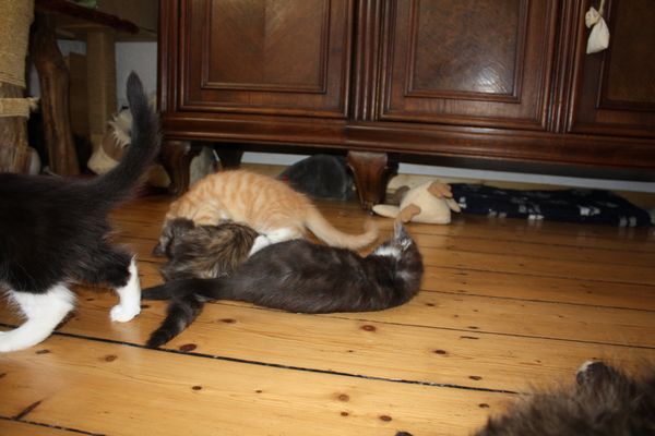 Undercover-Coon´s Bild 64 Januar 2011