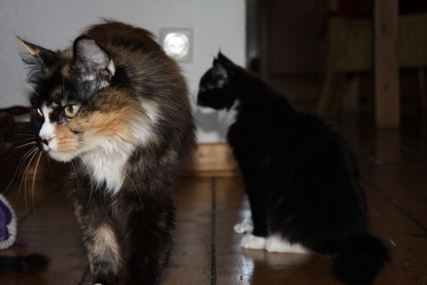 Undercover-Coon´s Bild 11 Februar 2011