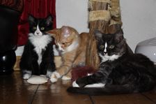Undercover Coon´s Bild 25 Februar 2011