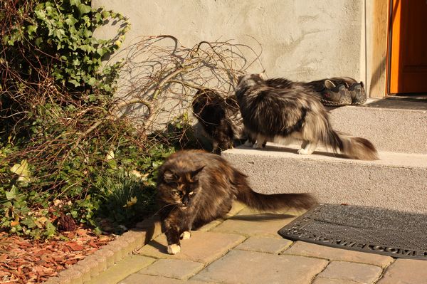 Undercover-Coon´s Bild 1 März 2011