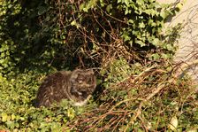 Undercover Coon´s Bild 4 März 2011