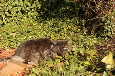 Undercover Coon´s Bild 8 März 2011