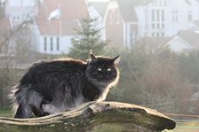 Undercover Coon´s Bild 11 März 2011