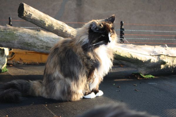 Undercover-Coon´s Bild 3 Oktober 2011