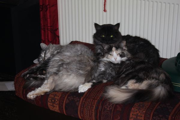 Undercover-Coon´s Bild 1 Januar 2012
