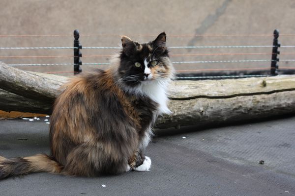 Undercover-Coon´s Bild 4 April 2012