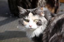 Undercover Coon´s Bild 1 April 2012