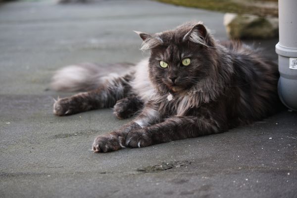 Undercover-Coon´s Bild 6 Juni 2012