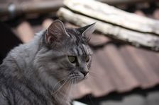 Undercover Coon´s Bild 1 Juni 2012