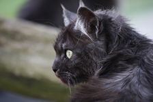 Undercover Coon´s Bild 3 Juni 2012