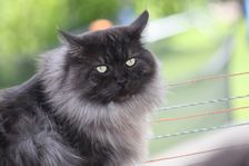 Undercover Coon´s Bild 4 Juni 2012