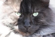 Undercover Coon´s Bild 9 Juni 2012