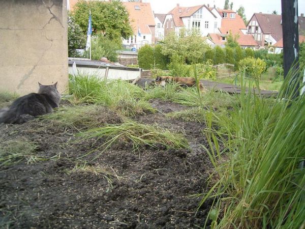 Katzendach: Erste Gestaltung im Mai 2005