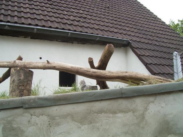 Katzendach: Erste Gestaltung im Mai 2005