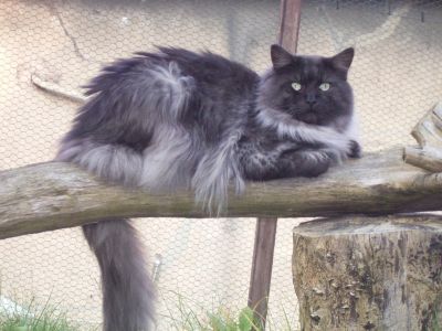 Zufallsbild der Maine Coon