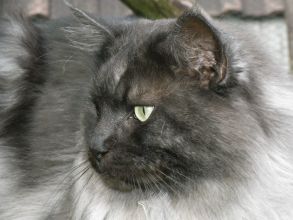 Zufallsbild Pino