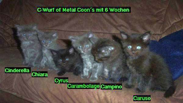 Pino mit 6 Wochen und seinen Geschwistern Bild 2