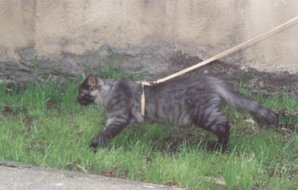 Pino mit 18 Wochen Bild 5