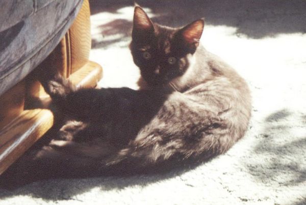 Pino mit 4 Monaten Bild 6