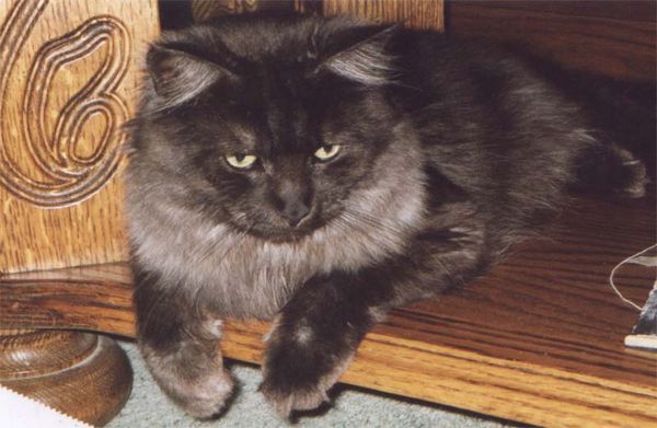 Pino mit 1 Jahr Bild 8