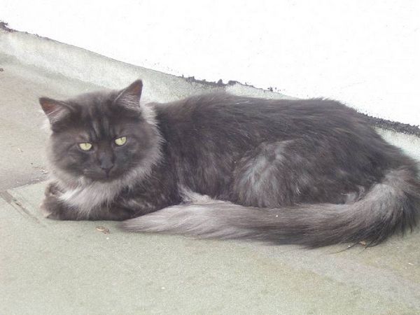 Pino mit 2 Jahren Bild 9