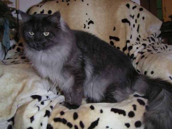 Pino mit 3 Jahren Bild 10