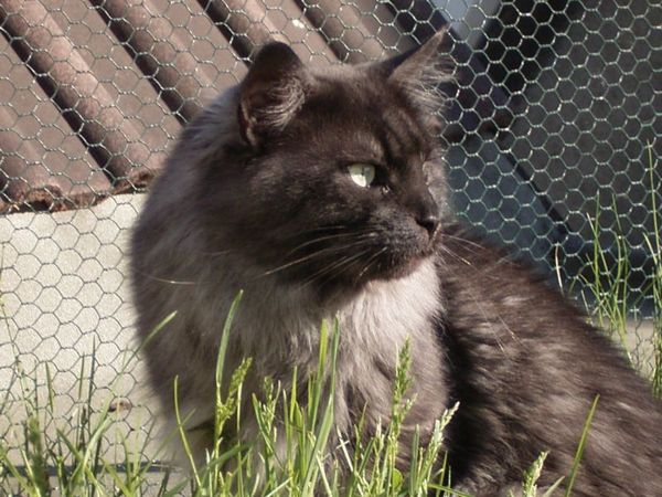 Pino mit knapp 4 Jahren Bild 11